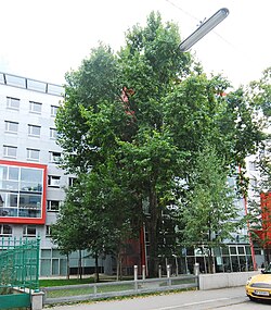 Naturdenkmal 389 2011-09-02 0084 Wien03 Kleingasse3 Morgenländische Platane GuentherZ.JPG