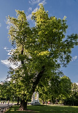 Japanischer Schnurbaum im Sommer