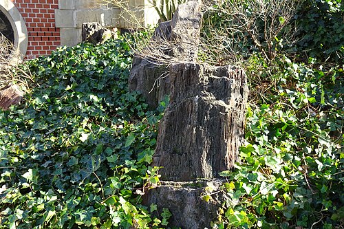 Stämme an der westlichen Parkspitze